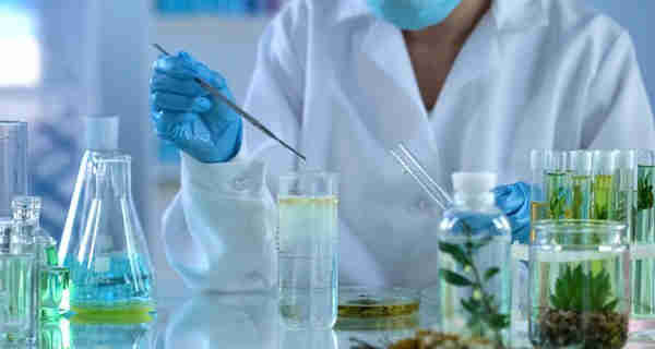 Organisme yang berperan dalam bioteknologi berikut yang merupakan jenis jamur